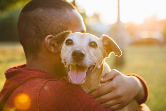 Understanding the Benefits of Green-Lipped Mussel Powder for Pets: FlexxiJoints by NZorganix