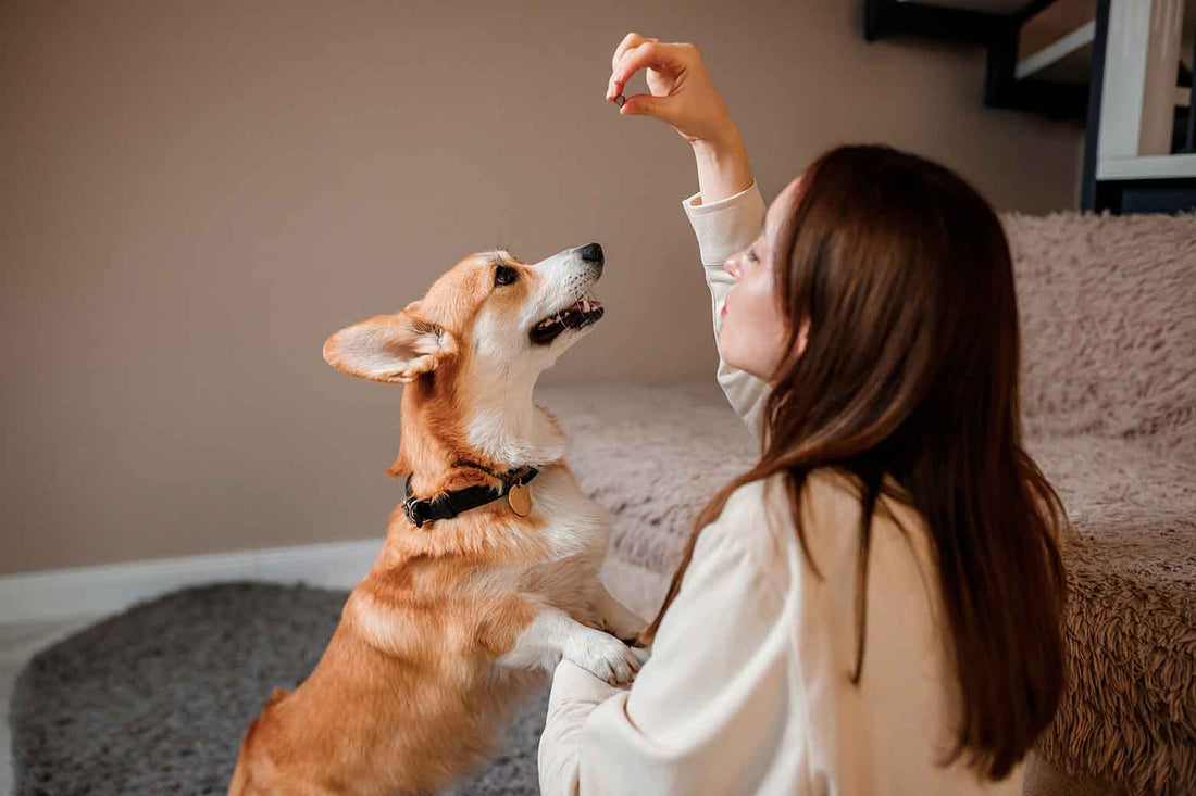 Boost Your Dog’s Joint Health with NZorganix FlexxiJoints Chews