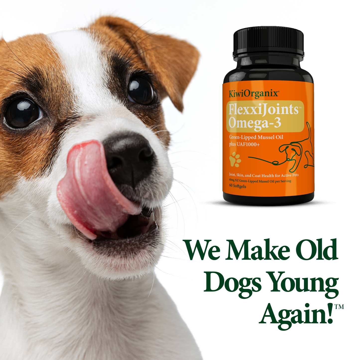 Green-Lipped Mussel Oil Omega-3 for Dogs